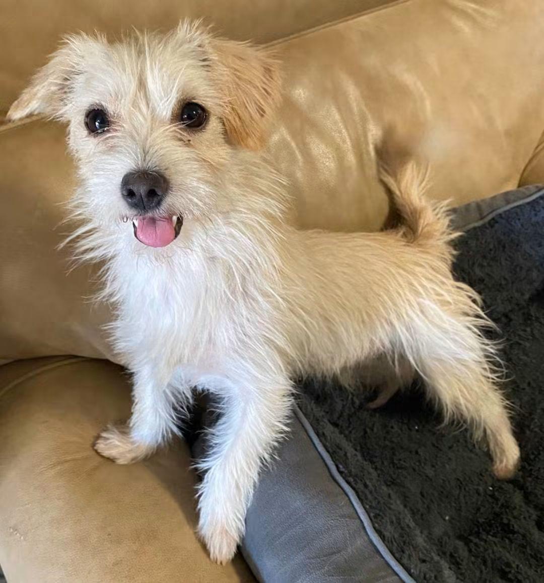 Enlarge Weezy Beezy, a Adoptable mixed breed in Oakland, CA image 3/6
