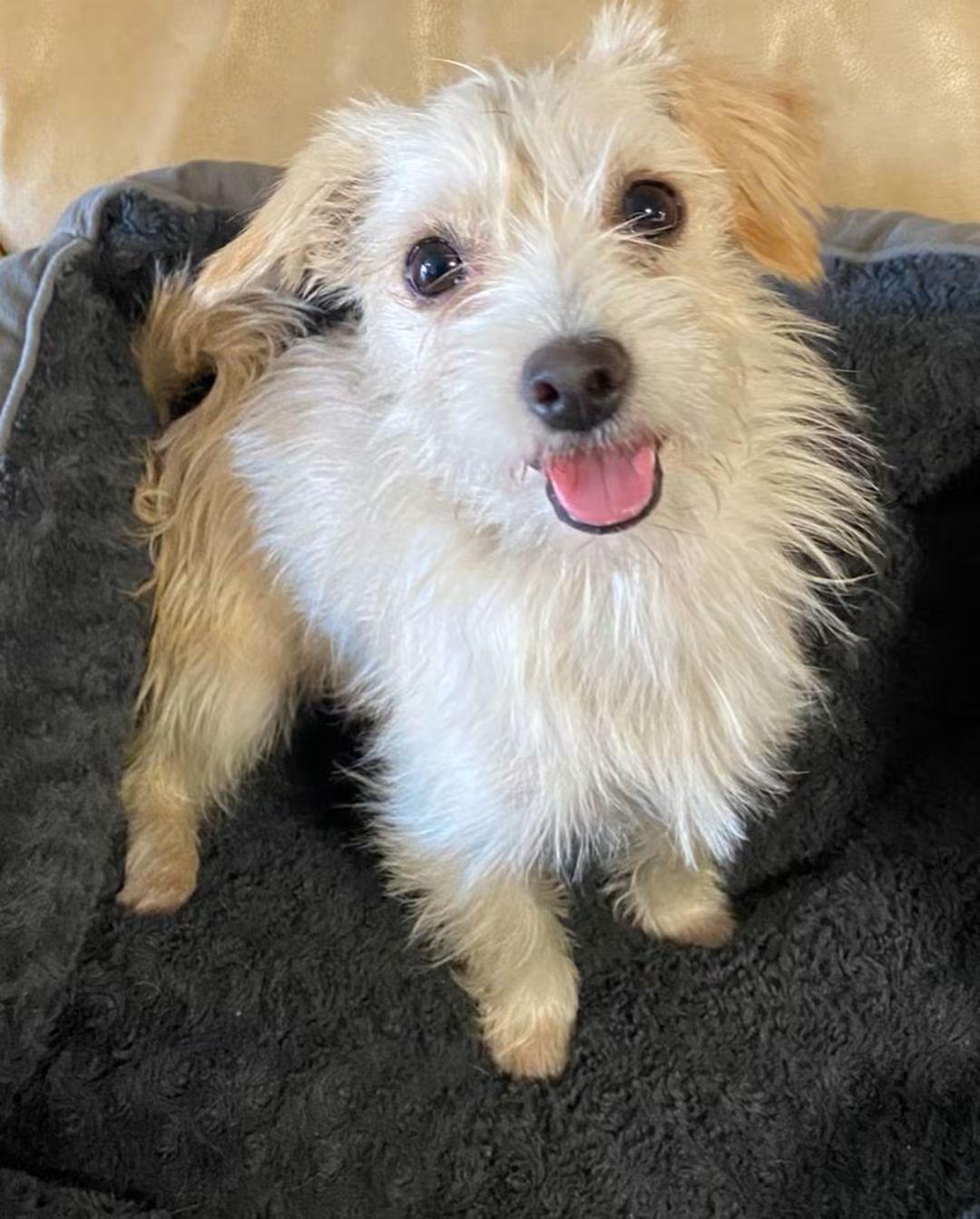 Enlarge Weezy Beezy, a Adoptable mixed breed in Oakland, CA image 4/6