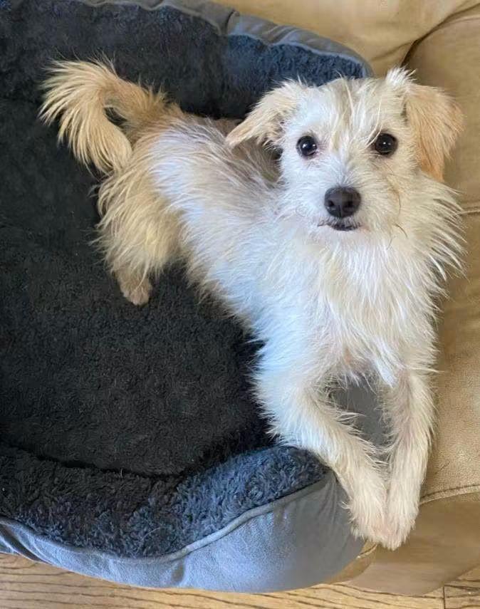 Enlarge Weezy Beezy, a Adoptable mixed breed in Oakland, CA image 1/6