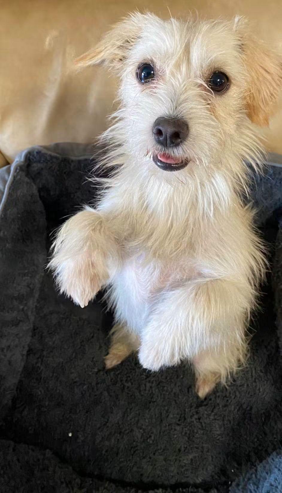 Enlarge Weezy Beezy, a Adoptable mixed breed in Oakland, CA image 2/6