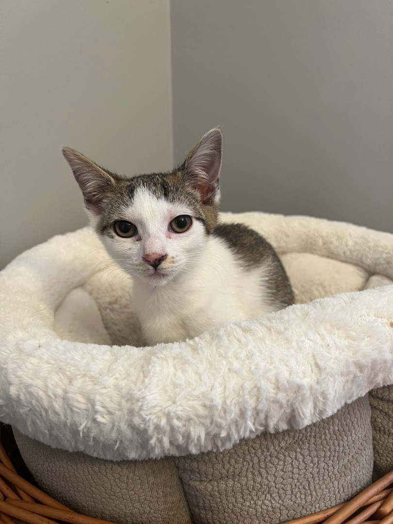 Kit, Adoptable, Adult Female Domestic Short Hair.