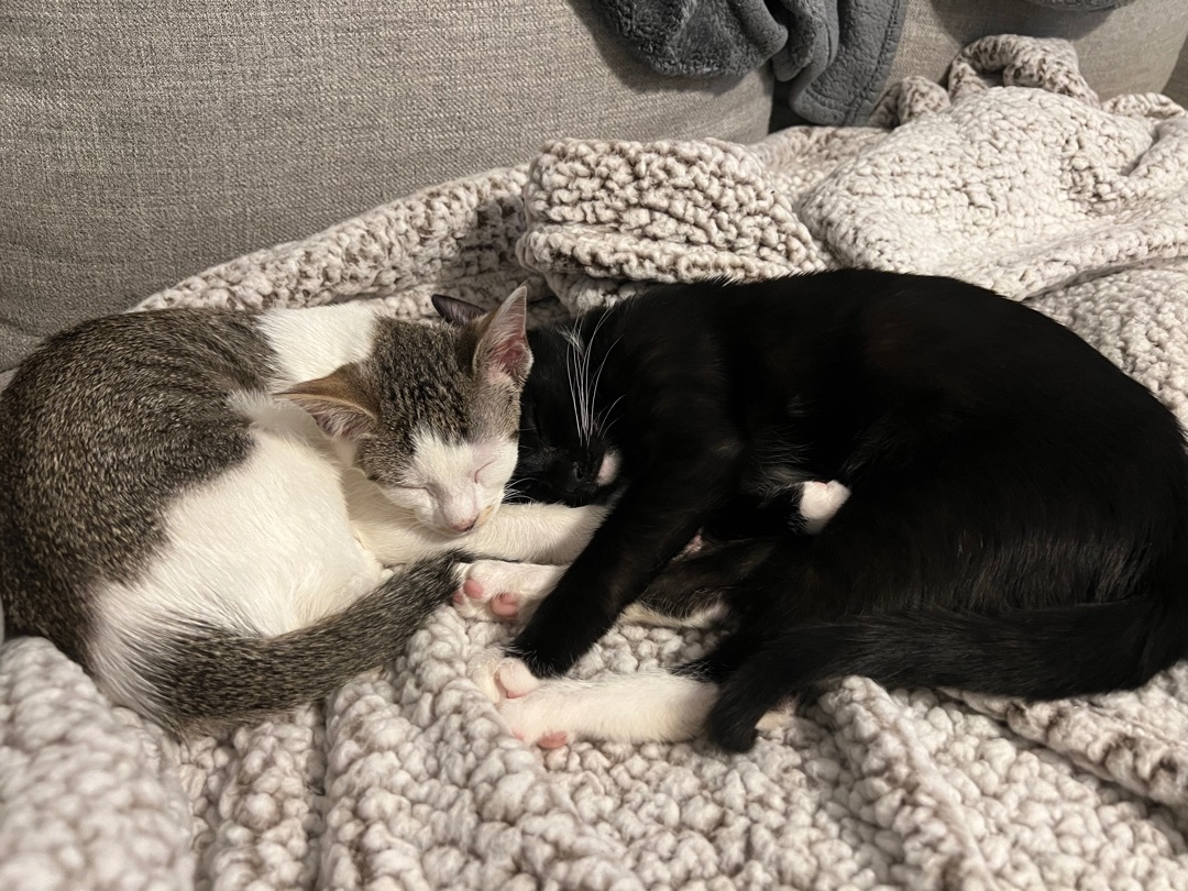 Enlarge Kit, a Adoptable Domestic Short Hair in Nutley, NJ image 2/6