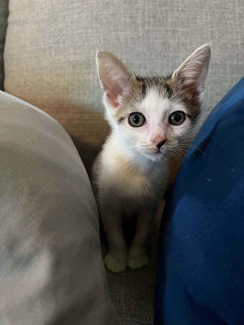 Enlarge Kit, a Adoptable Domestic Short Hair in Nutley, NJ image 3/6