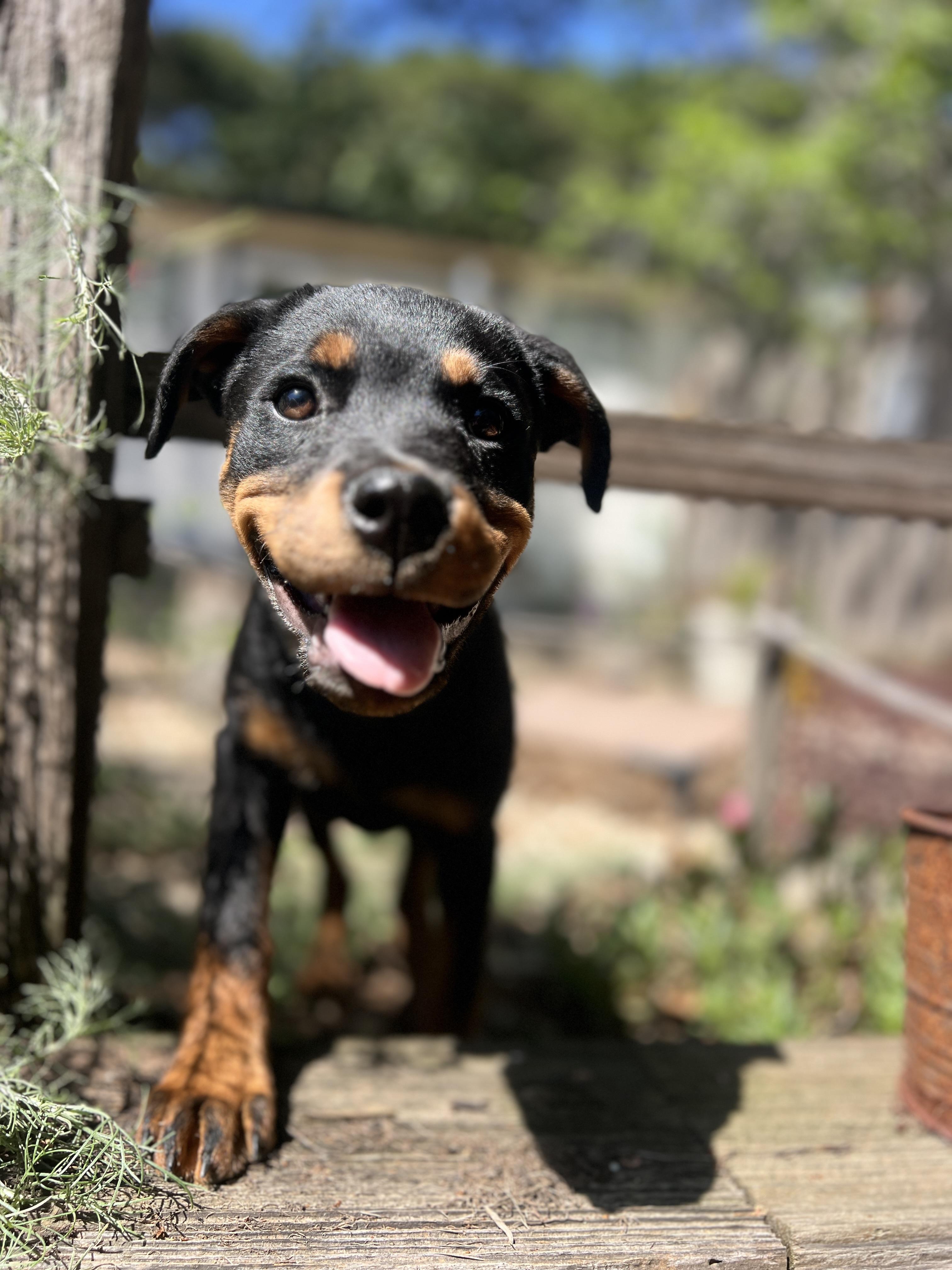 Halo, adopted, Puppy Female Rottweiler.