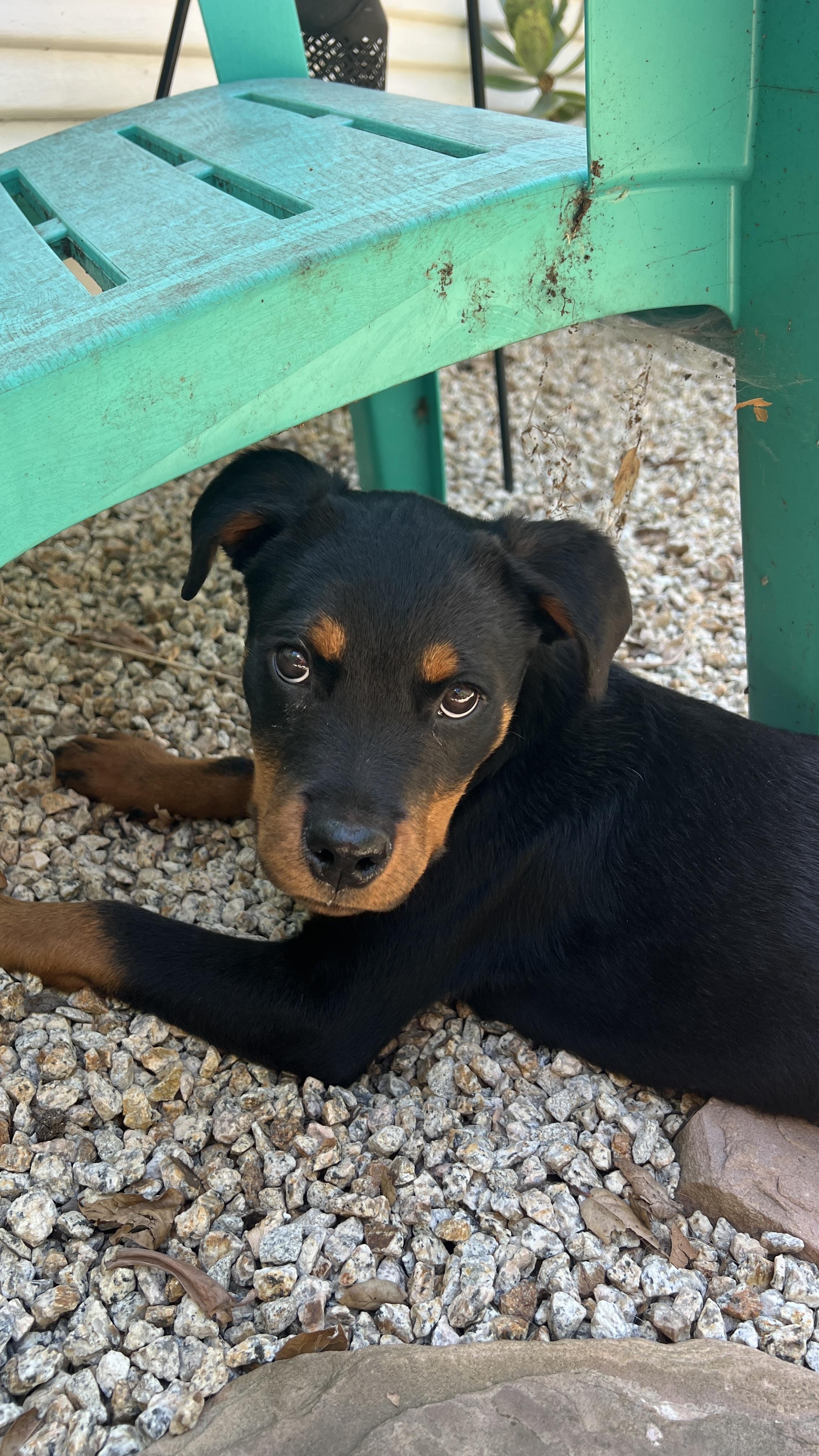 Halo, an adopted Rottweiler in Hayward, CA image 4/6