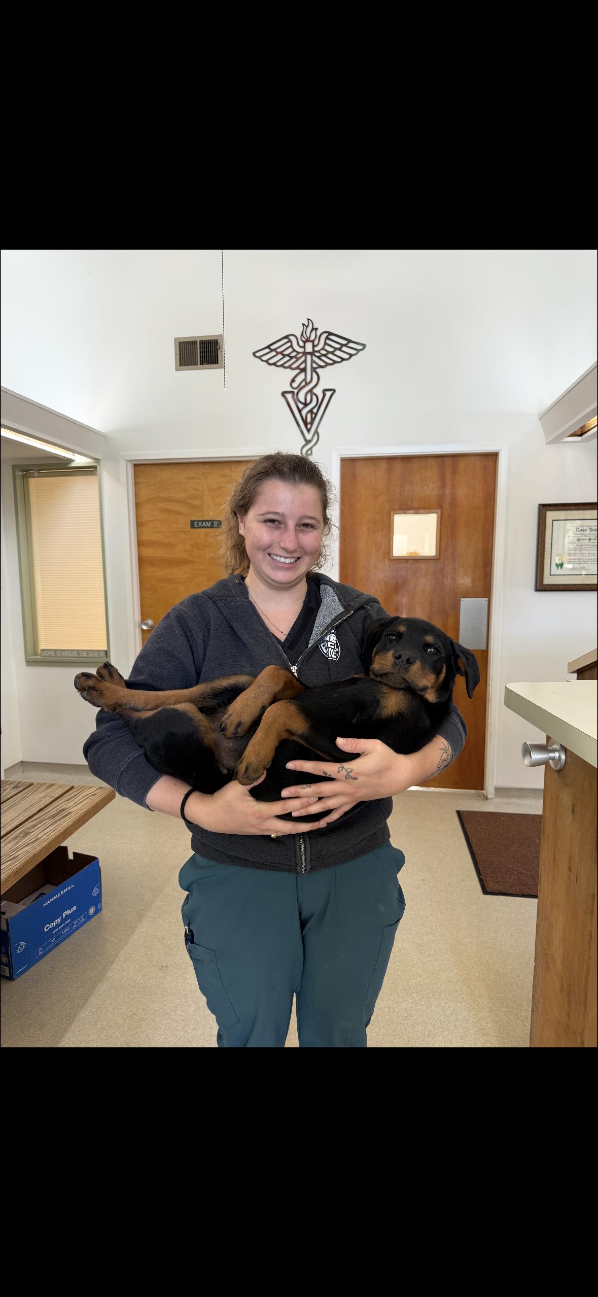 Halo, an adopted Rottweiler in Hayward, CA image 2/6