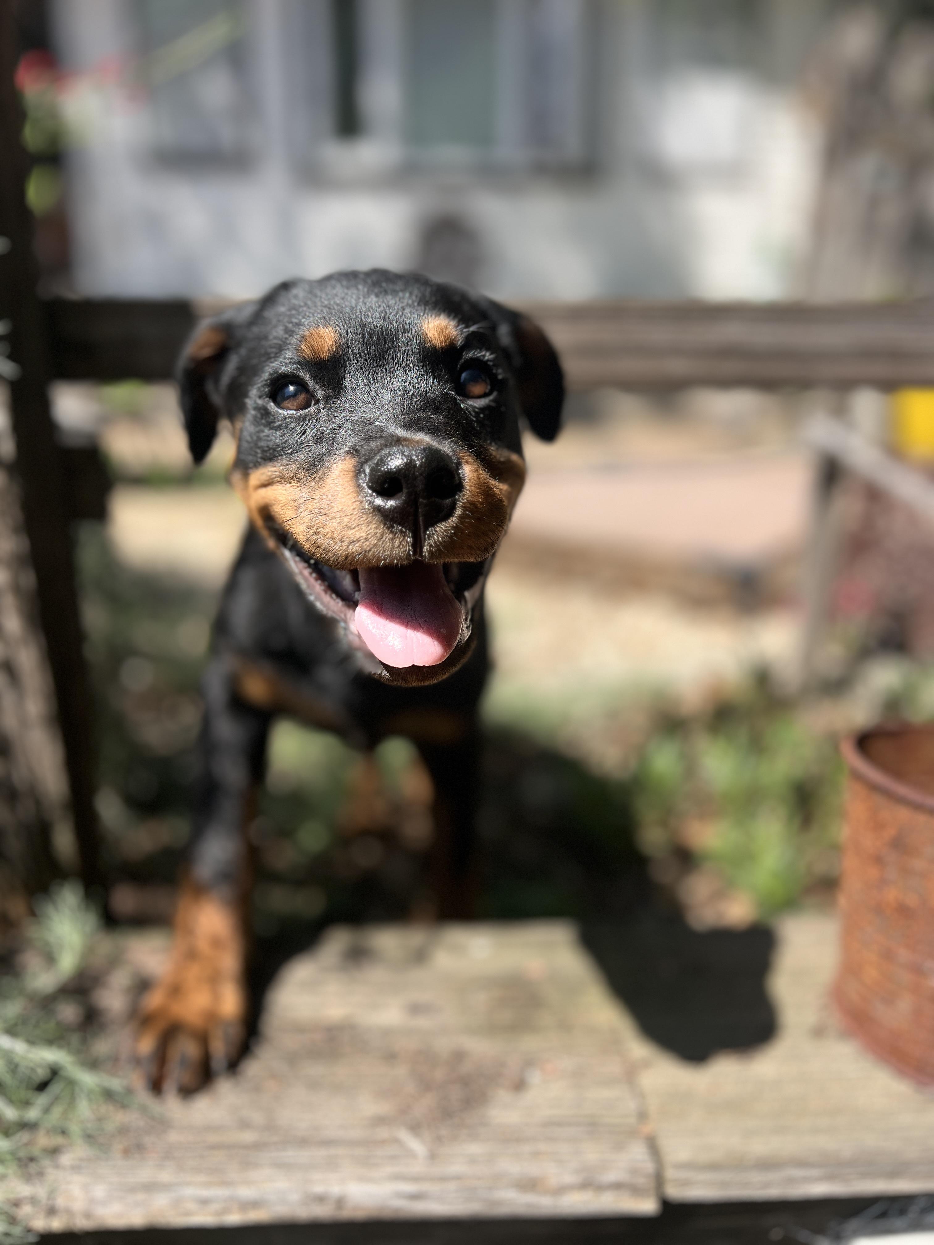 Halo, an adopted Rottweiler in Hayward, CA image 6/6