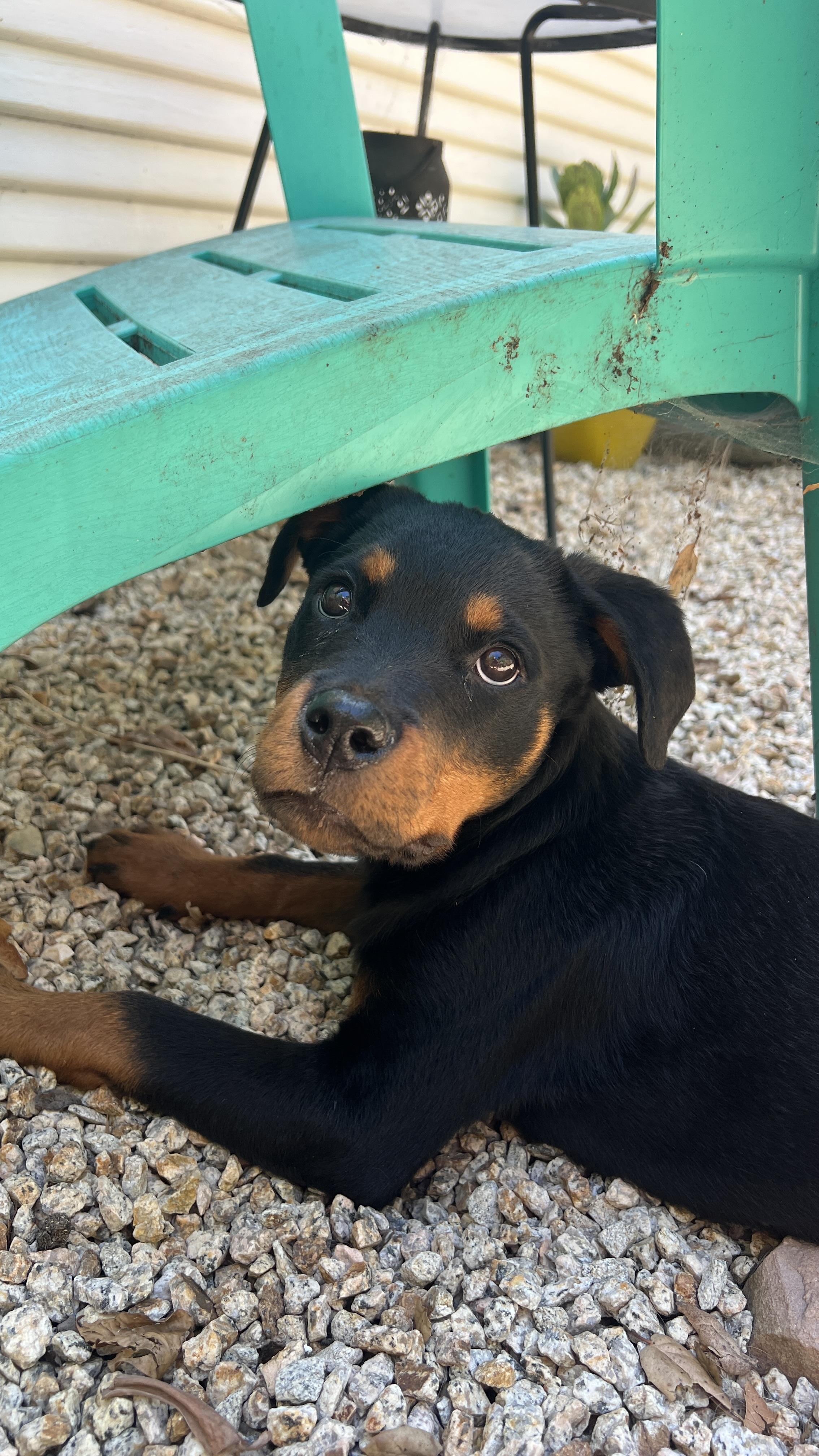 Halo, an adopted Rottweiler in Hayward, CA image 5/6