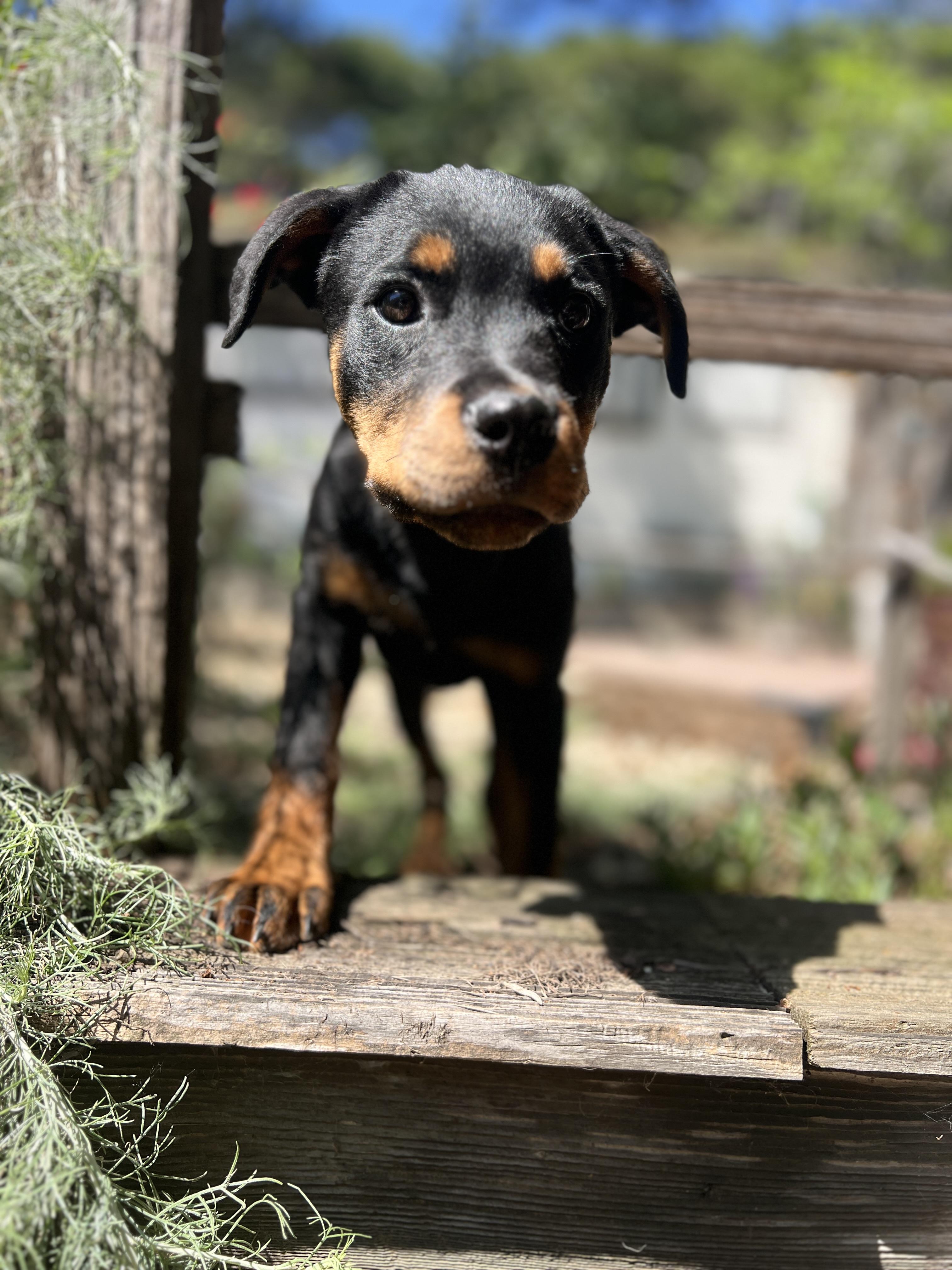 Halo, an adopted Rottweiler in Hayward, CA image 3/6