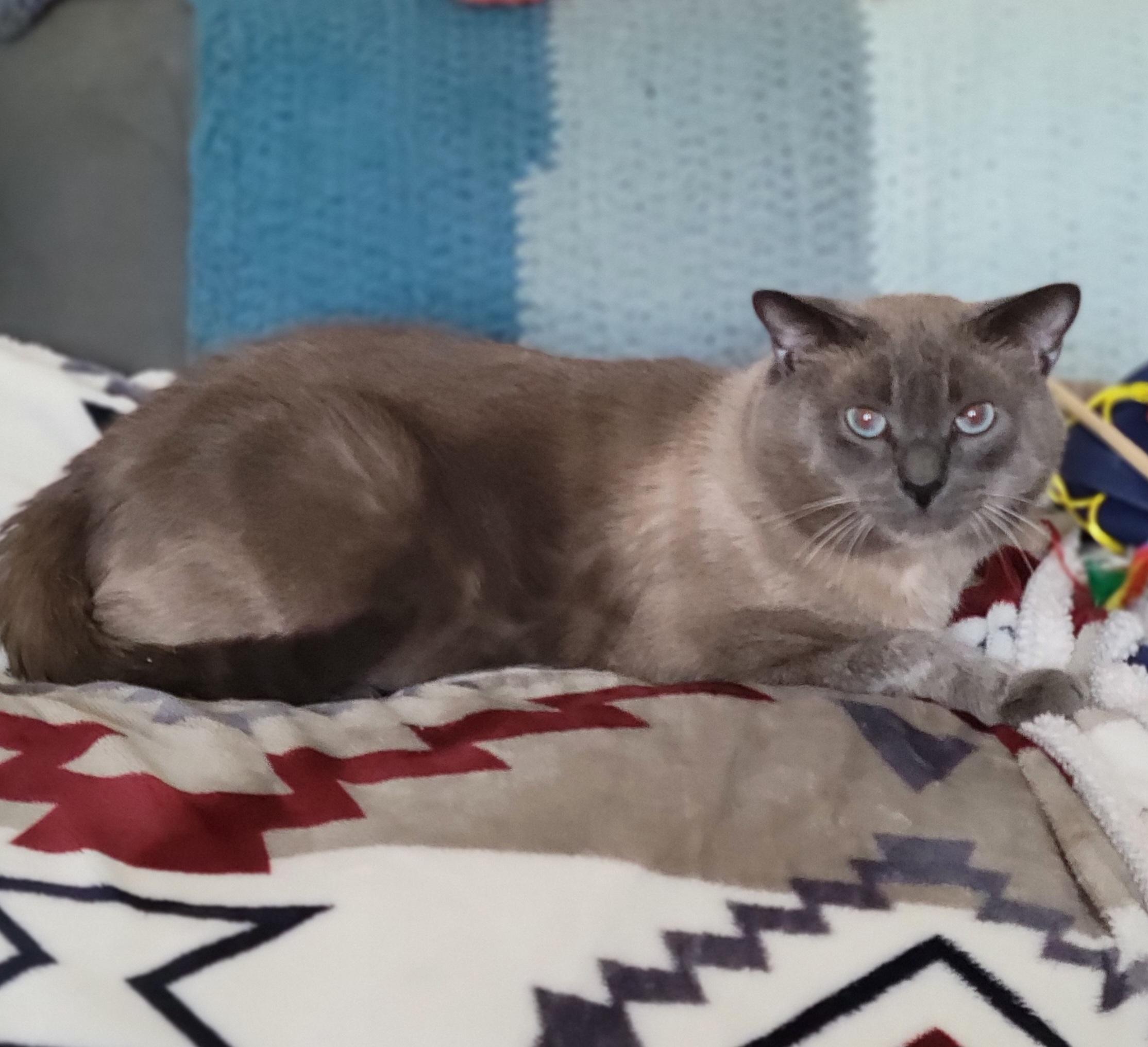 Buddy, Adoptable, Adult Male Siamese.