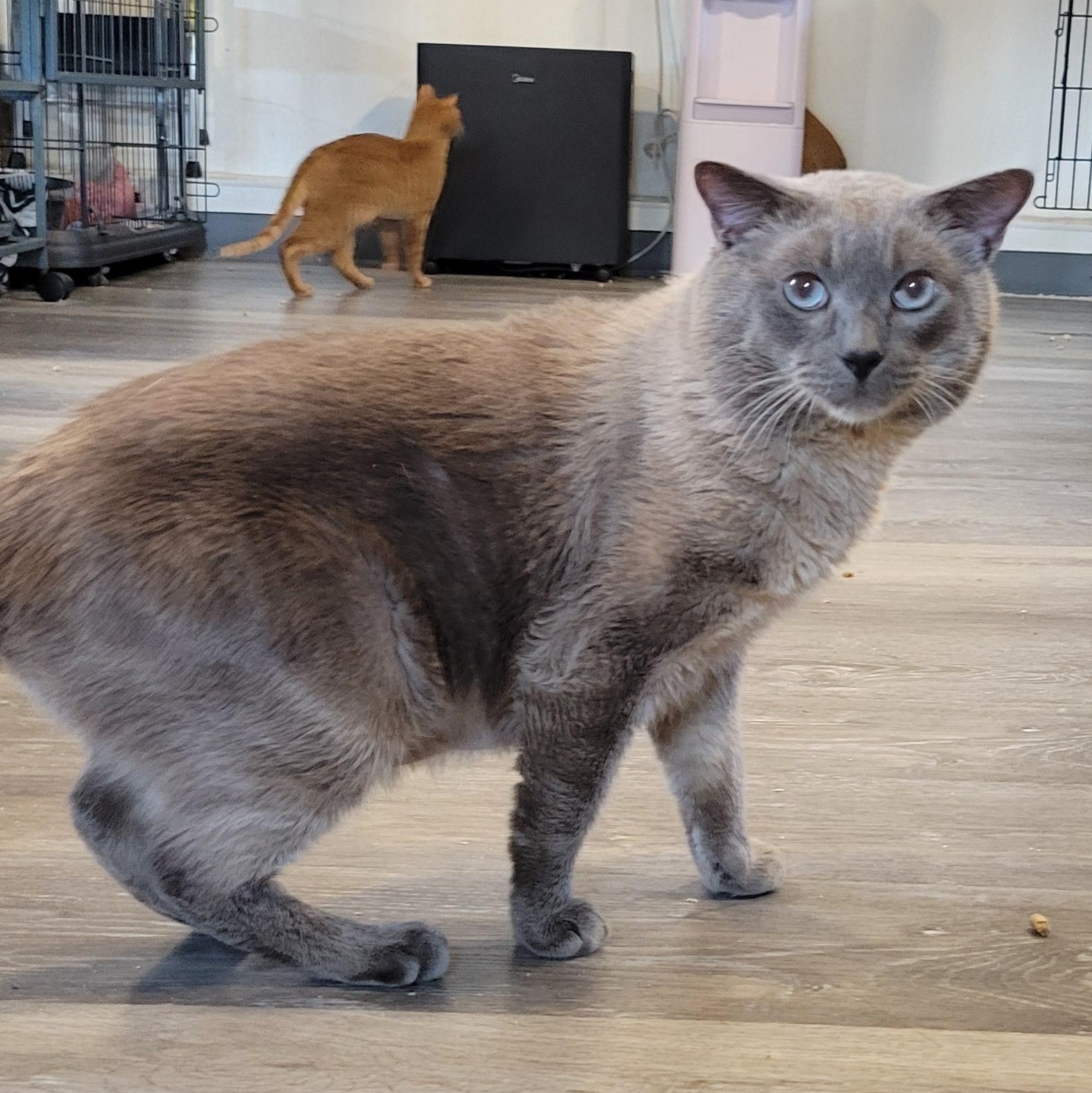 Buddy, Adoptable, Adult Male Siamese.