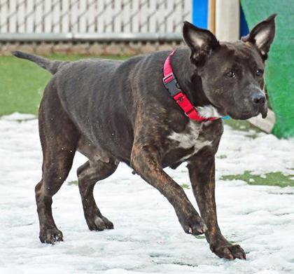 Enlarge Zuri, a Adoptable mixed breed in Cleveland, OH image 1/3