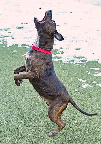 Enlarge Zuri, a Adoptable mixed breed in Cleveland, OH image 2/3