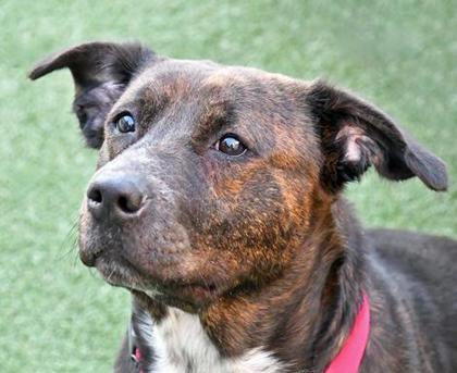 Enlarge Zuri, a Adoptable mixed breed in Cleveland, OH image 3/3