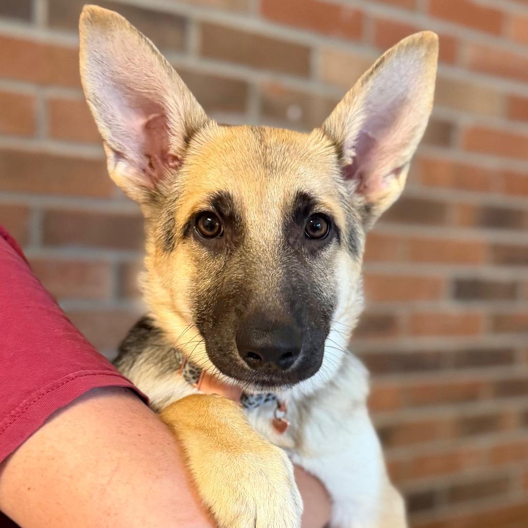 Koya, an adopted German Shepherd Dog in Hagerstown , MD image 3/5