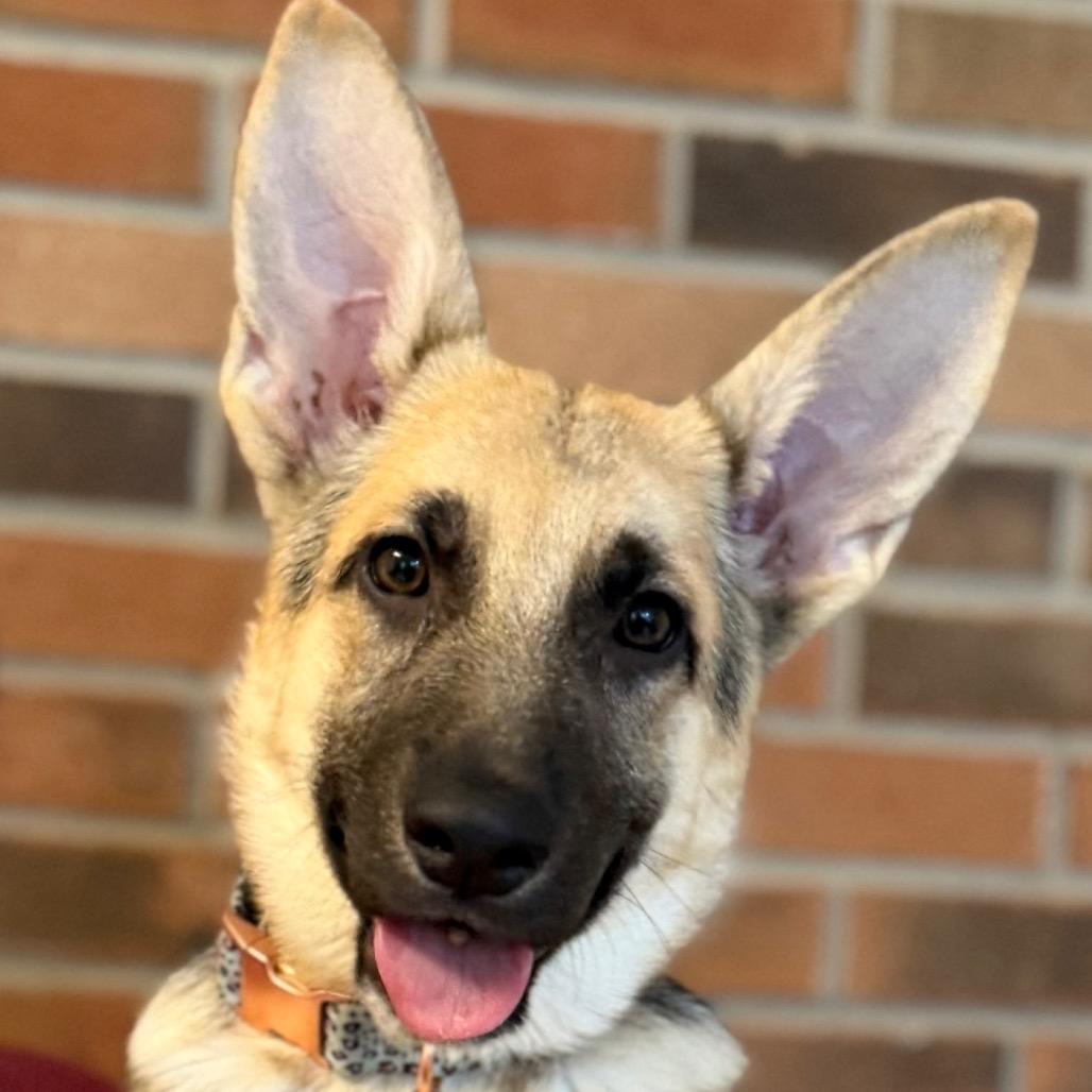 Koya, an adopted German Shepherd Dog in Hagerstown , MD image 2/5