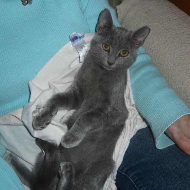 Mystic, Adoptable, Kitten Male Domestic Short Hair.