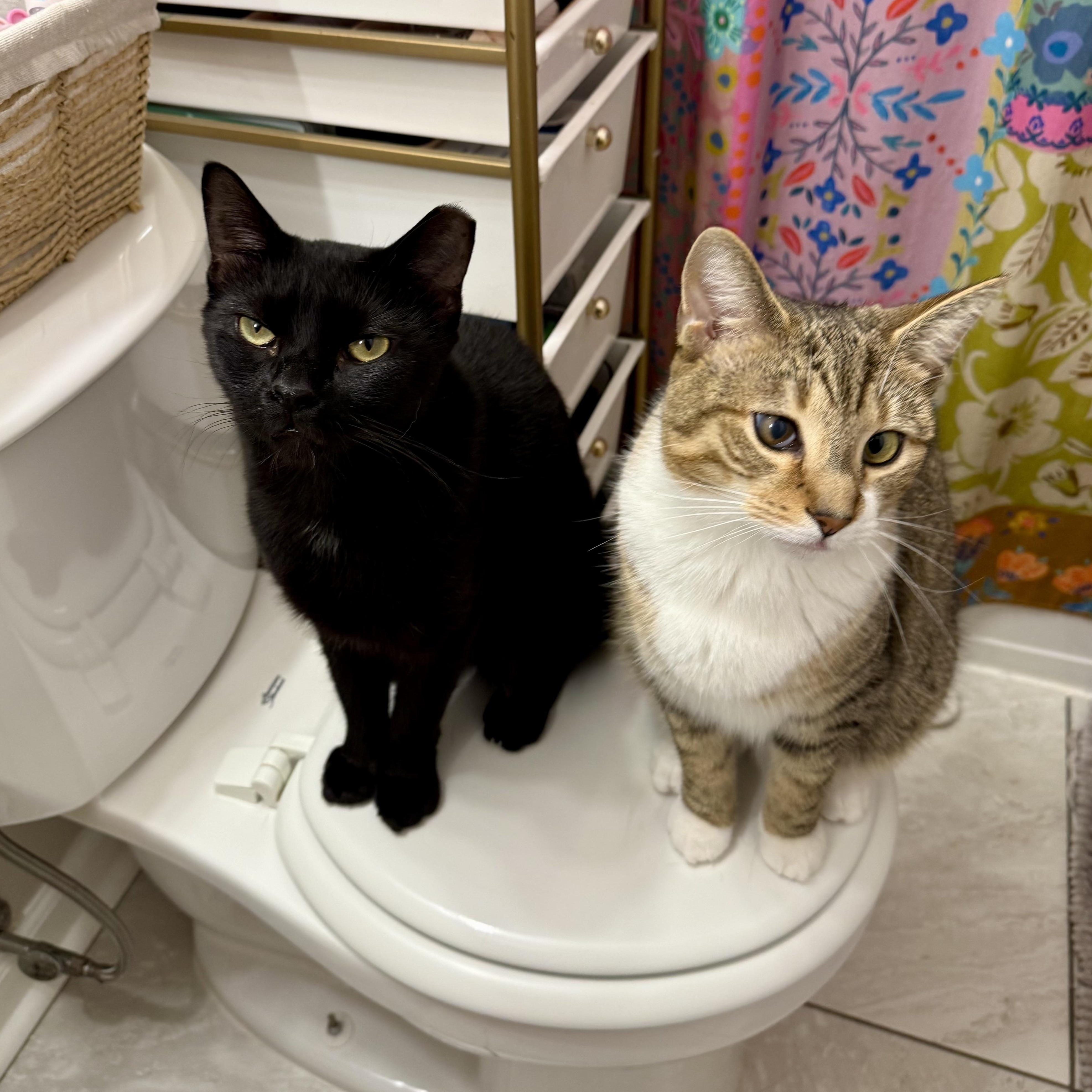 Enlarge Otto 2.0, a Adoptable Domestic Short Hair in Richmond, VA image 6/6