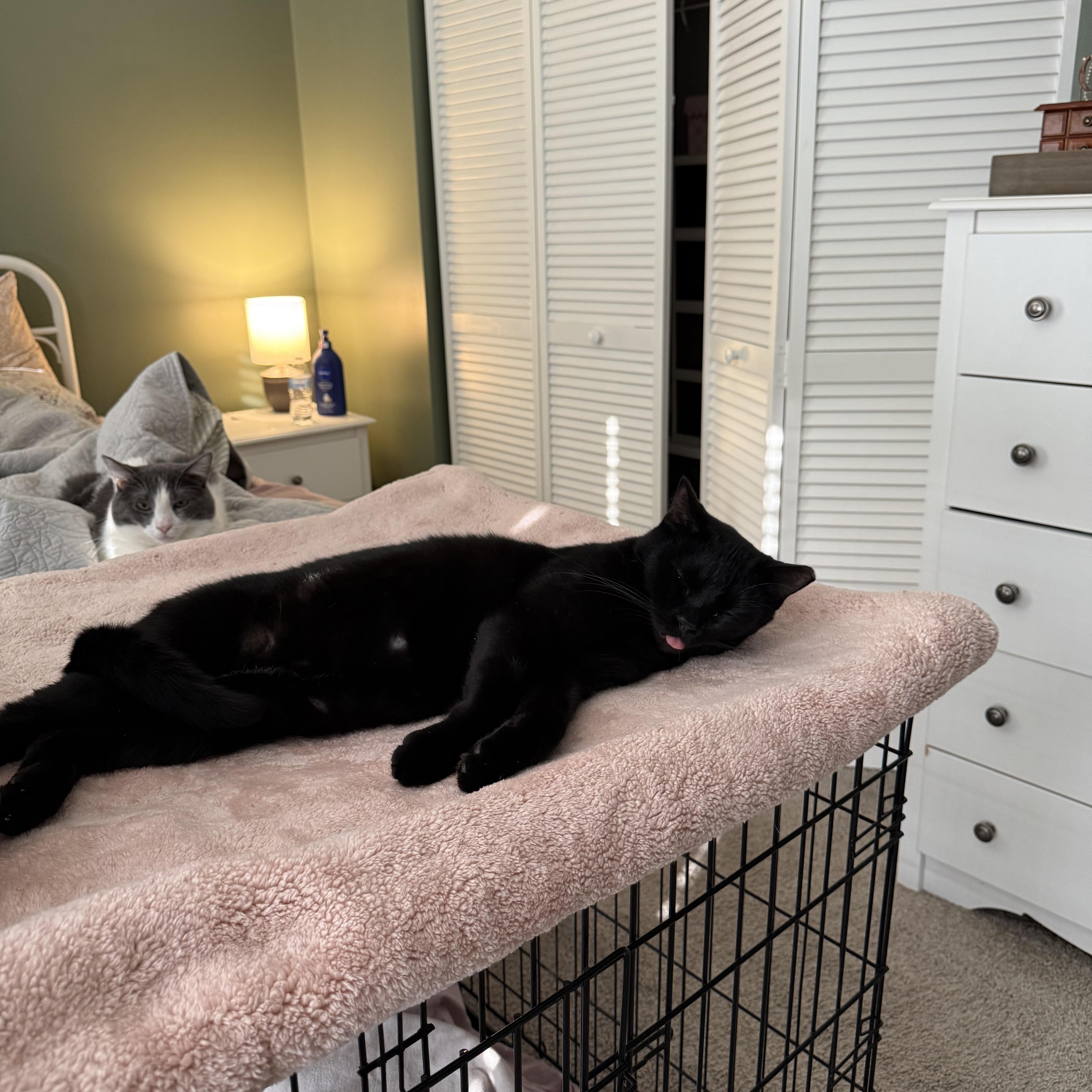 Enlarge Otto 2.0, a Adoptable Domestic Short Hair in Richmond, VA image 5/6