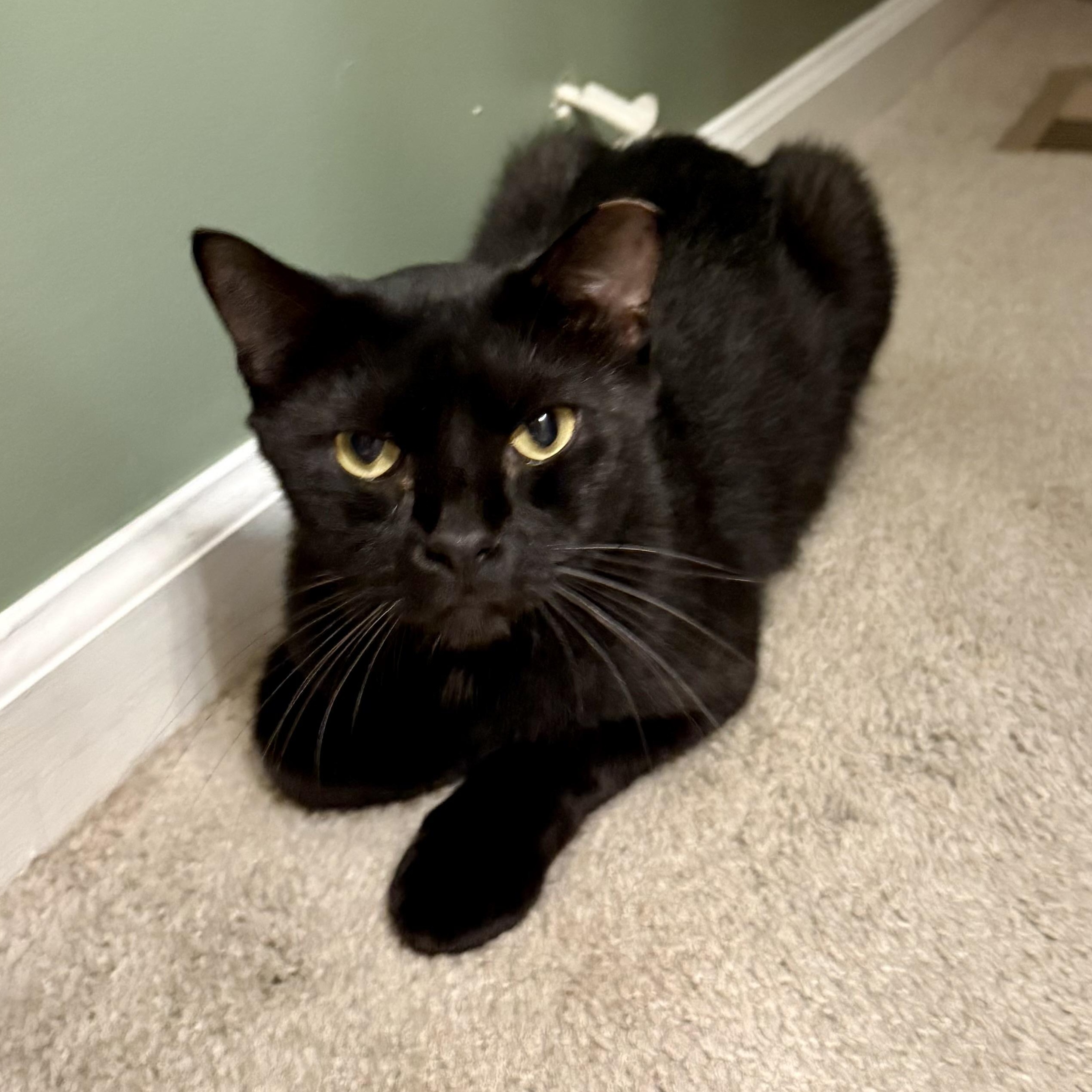 Otto 2.0, Adoptable, Adult Male Domestic Short Hair.