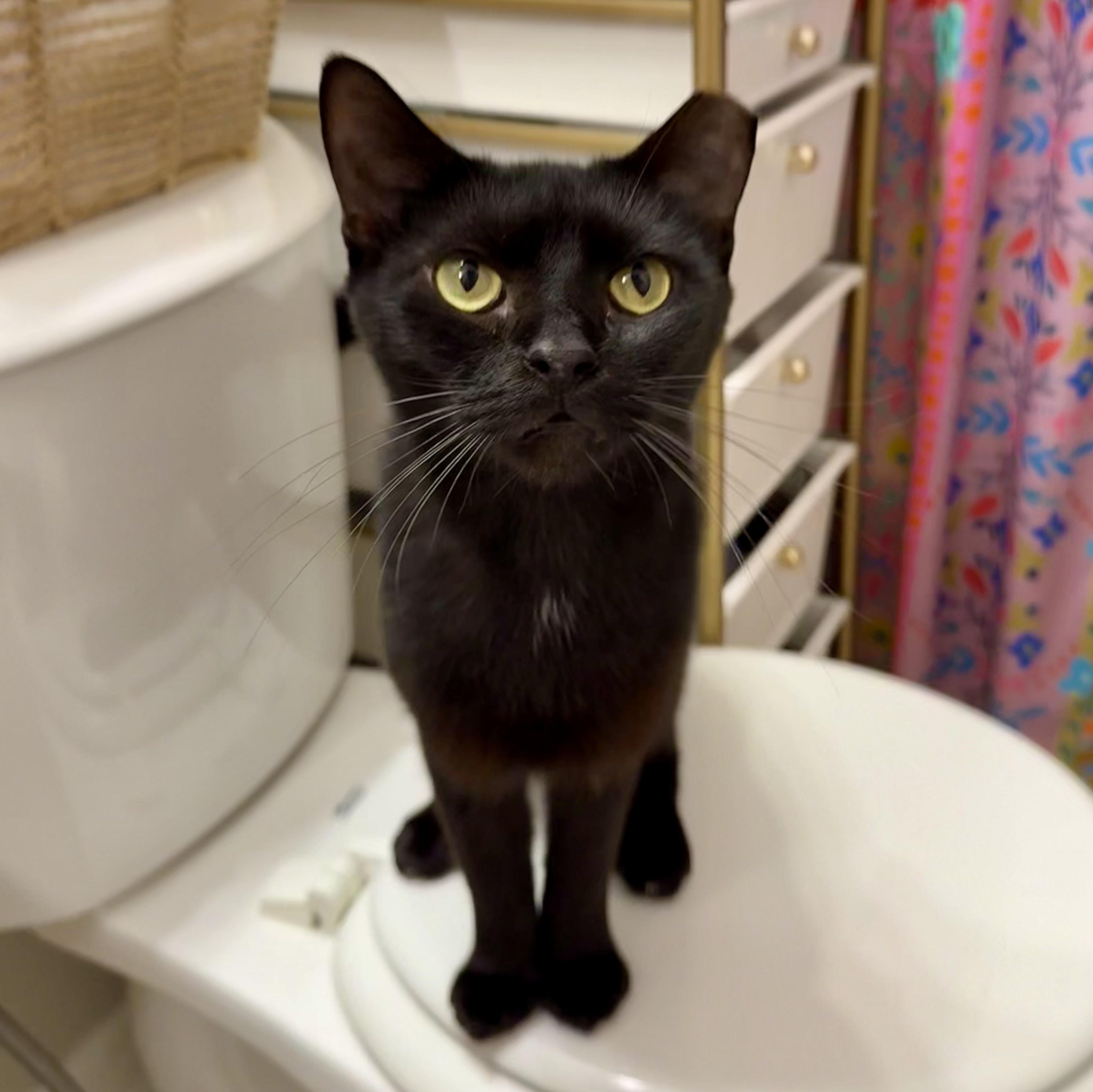 Enlarge Otto 2.0, a Adoptable Domestic Short Hair in Richmond, VA image 2/6