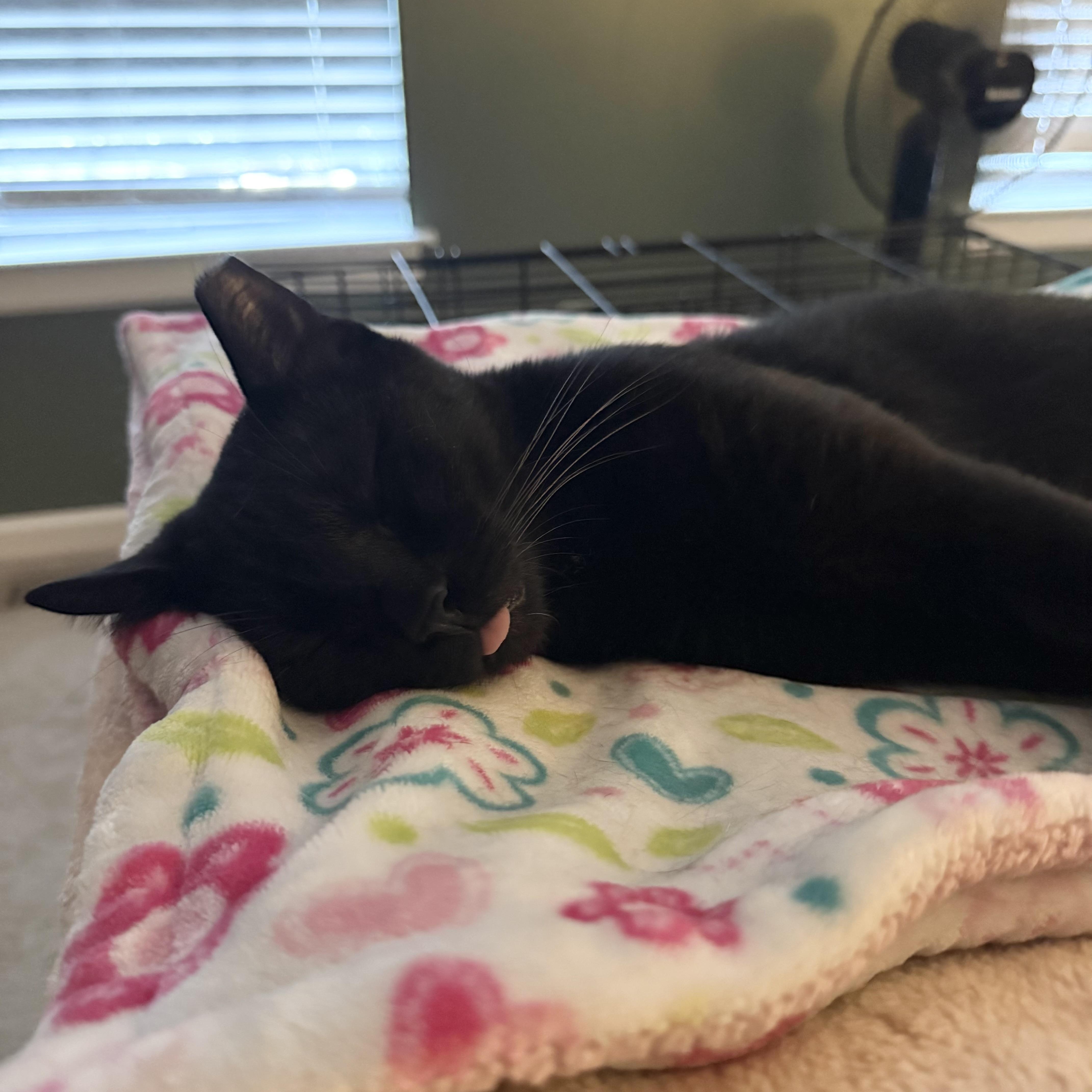 Enlarge Otto 2.0, a Adoptable Domestic Short Hair in Richmond, VA image 4/6