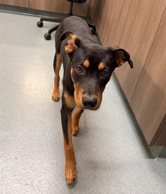 SHELBILIAH, Adoptable, Young Female Doberman Pinscher & Labrador Retriever.