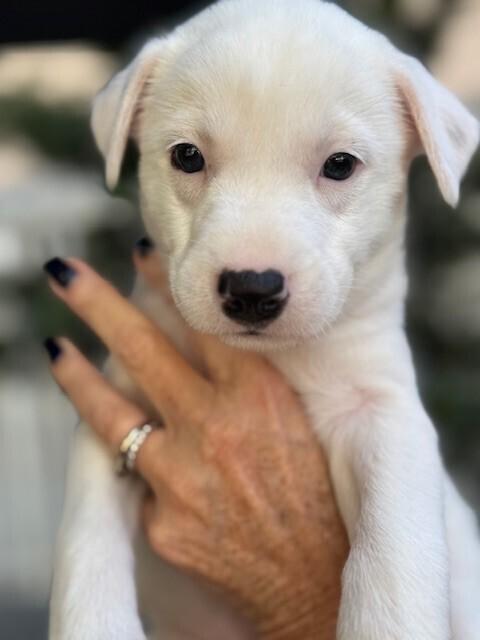 Enlarge Peppermint Patty, a Adoptable mixed breed in North Reading, MA image 3/6