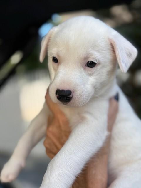 Enlarge Peppermint Patty, a Adoptable mixed breed in North Reading, MA image 5/6