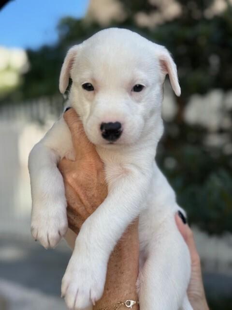 Enlarge Peppermint Patty, a Adoptable mixed breed in North Reading, MA image 6/6