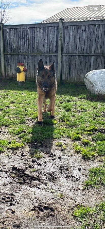 Enlarge Maren - ADOPTABLE!, an adoptable German Shepherd Dog in Chilliwack, BC image 3/3