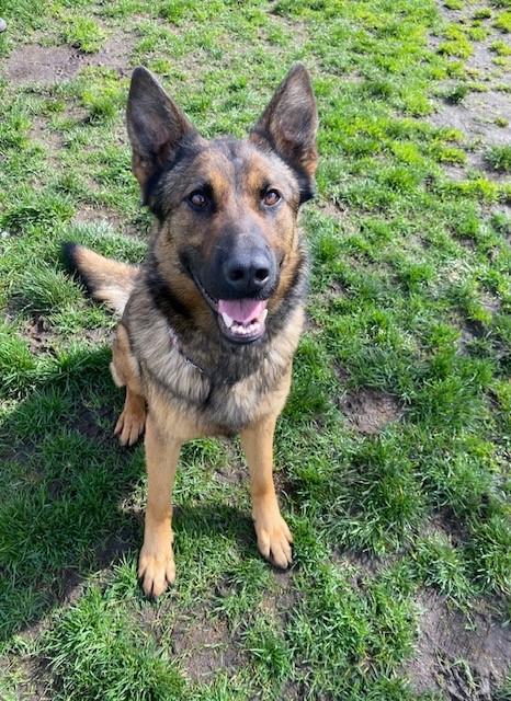 Enlarge Maren - ADOPTABLE!, an adoptable German Shepherd Dog in Chilliwack, BC image 1/3