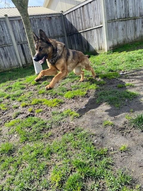 Enlarge Maren - ADOPTABLE!, an adoptable German Shepherd Dog in Chilliwack, BC image 2/3