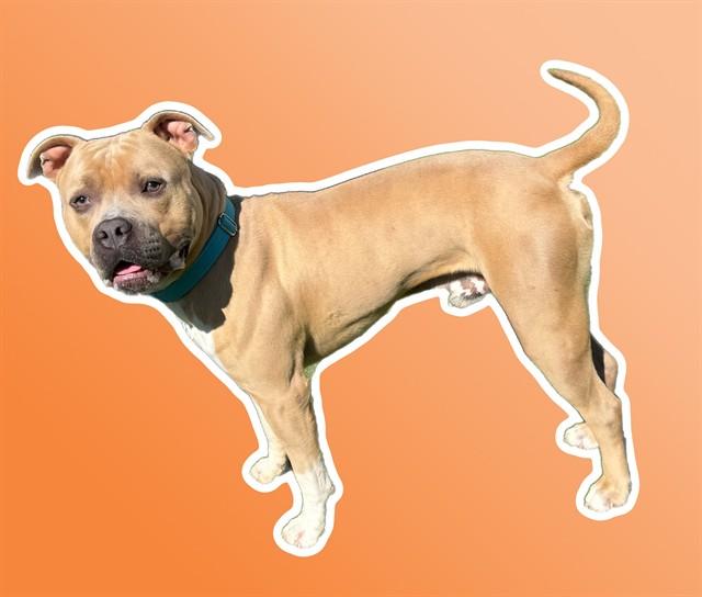 Enlarge DUKE, a Adoptable mixed breed in Sarasota, FL image 1/1