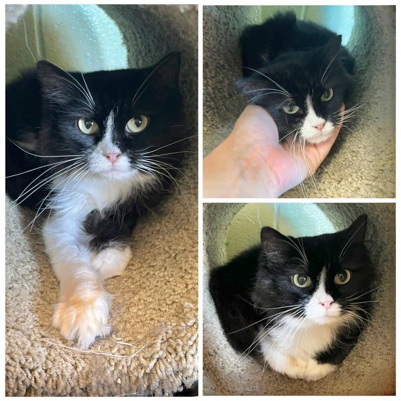Nina, Adoptable, Young Female Domestic Medium Hair.