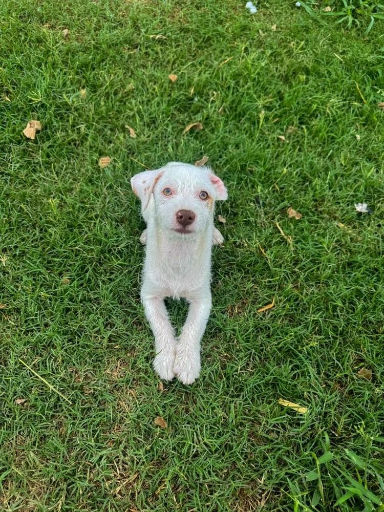 Toast, Adoptable, Puppy Male Jack Russell Terrier.