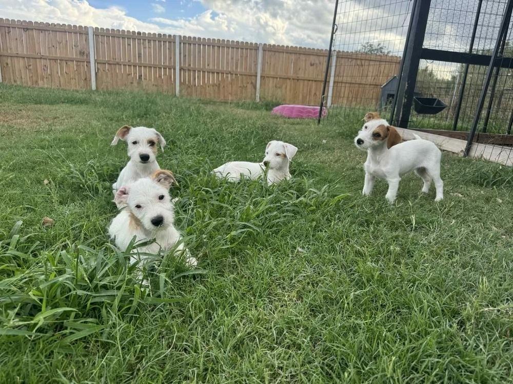 Enlarge Toast, a Adoptable mixed breed in Denver, CO image 2/3