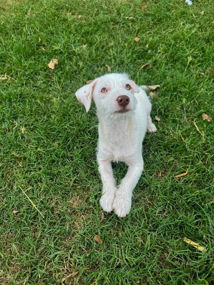 Enlarge Toast, a Adoptable mixed breed in Denver, CO image 3/3