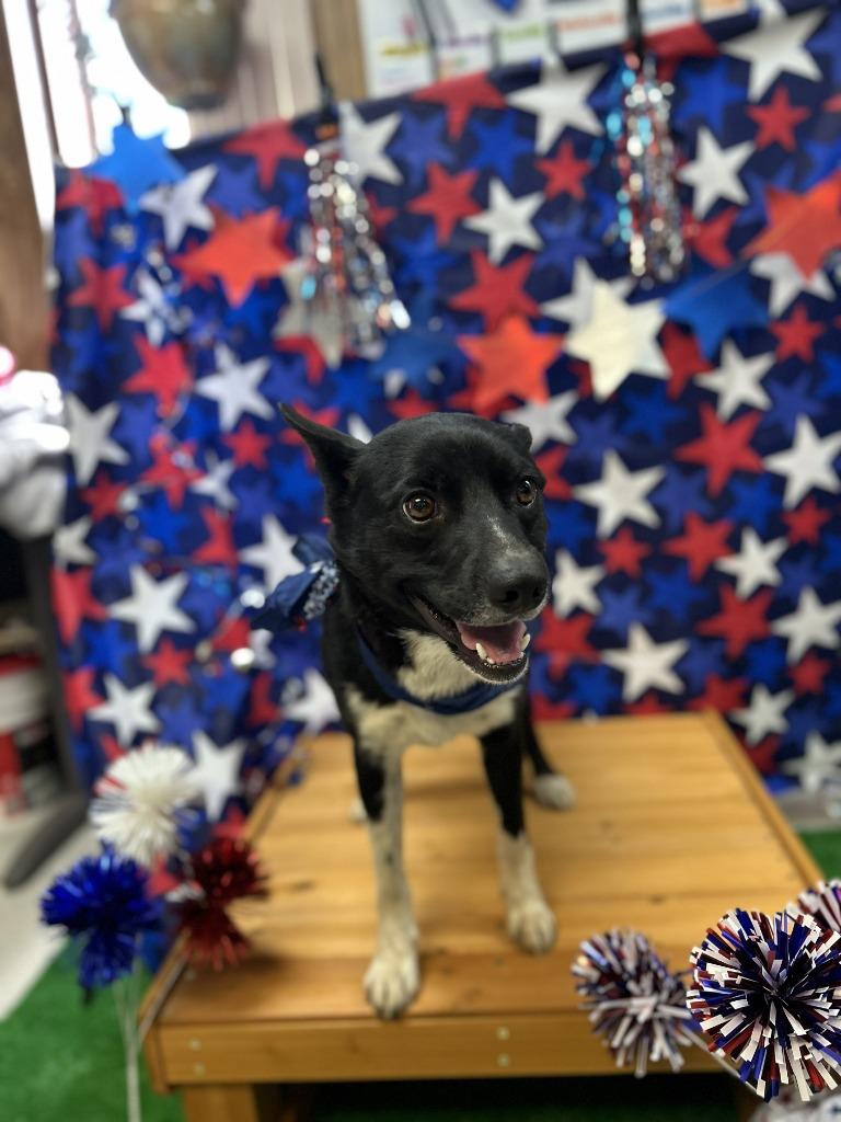Bundy, Adoptable, Adult Male Shepherd & Labrador Retriever.