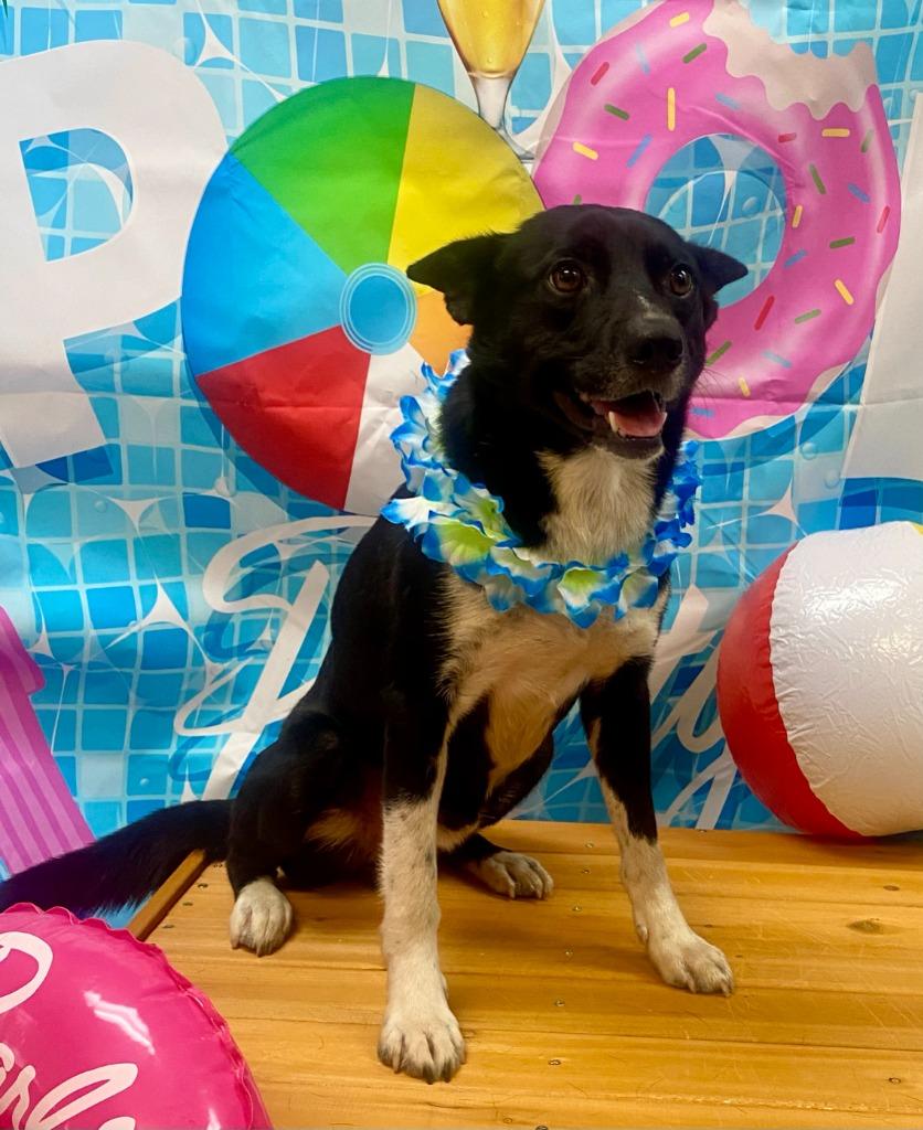 Enlarge Bundy, a Adoptable mixed breed in Bryant, AR image 2/4