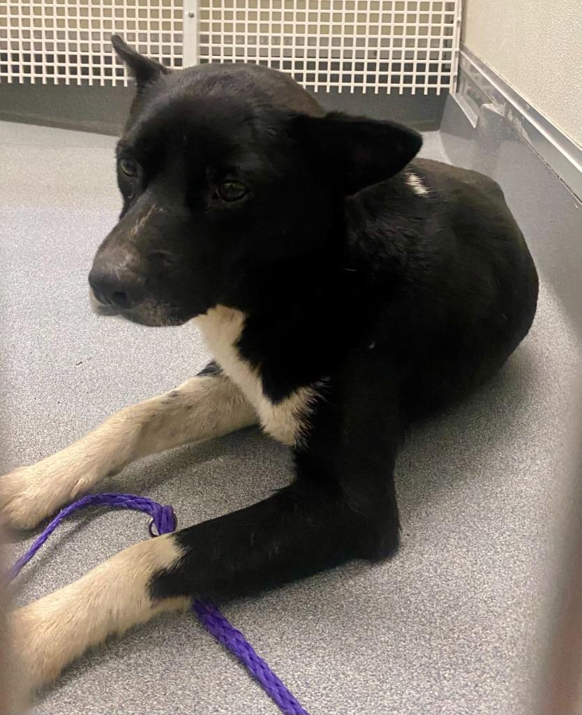 Enlarge Bundy, a Adoptable mixed breed in Bryant, AR image 3/4