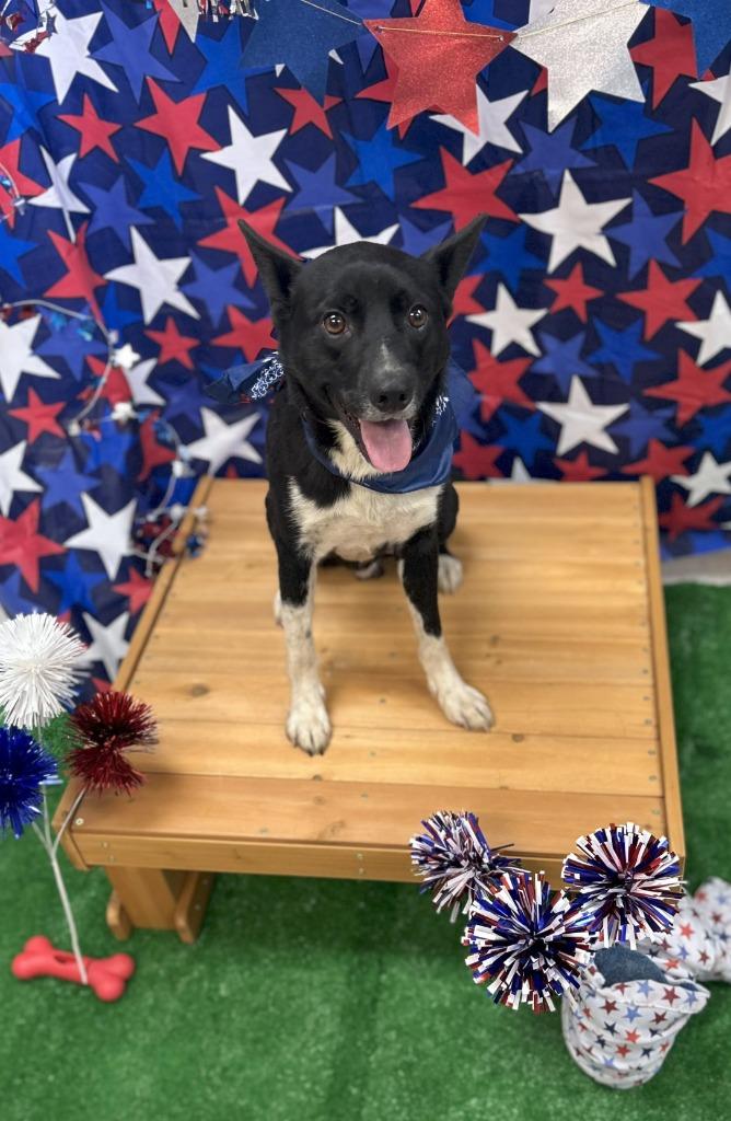 Enlarge Bundy, a Adoptable mixed breed in Bryant, AR image 4/4