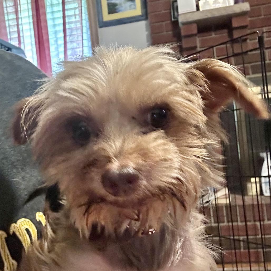 Millie, a Adoptable Yorkshire Terrier in Peculiar, MO image 1/6