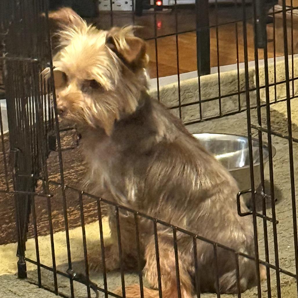 Millie, a Adoptable Yorkshire Terrier in Peculiar, MO image 2/6