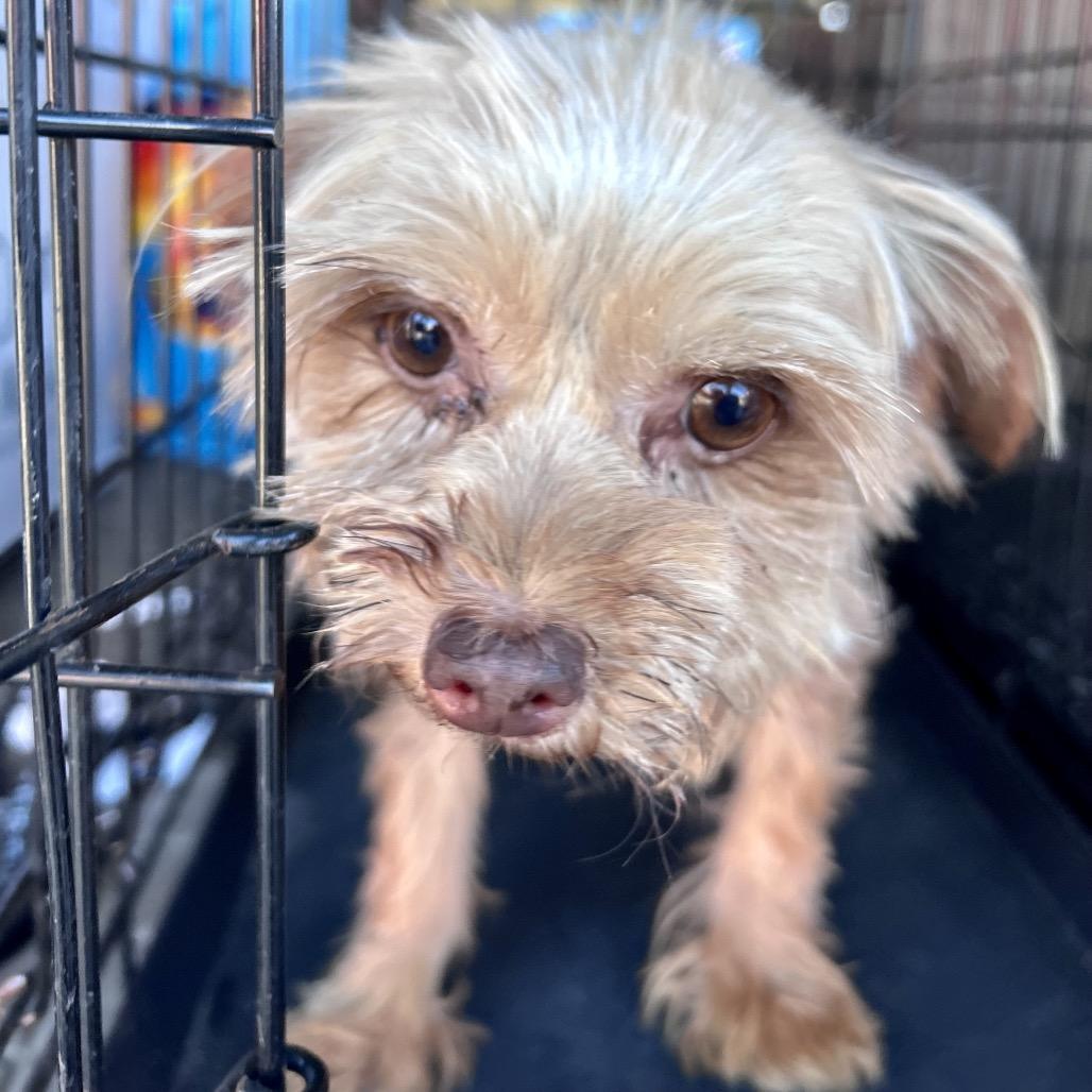 Millie, a Adoptable Yorkshire Terrier in Peculiar, MO image 3/6