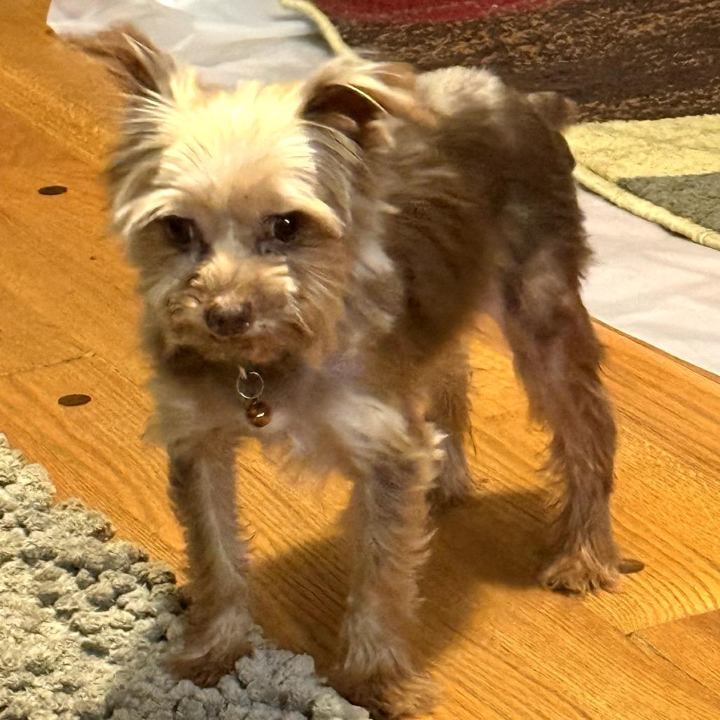 Millie, a Adoptable Yorkshire Terrier in Peculiar, MO image 4/6