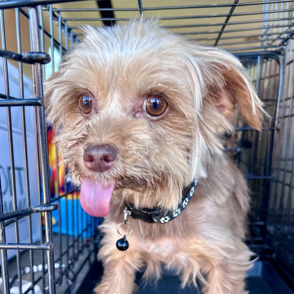 Millie, a Adoptable Yorkshire Terrier in Peculiar, MO image 5/6