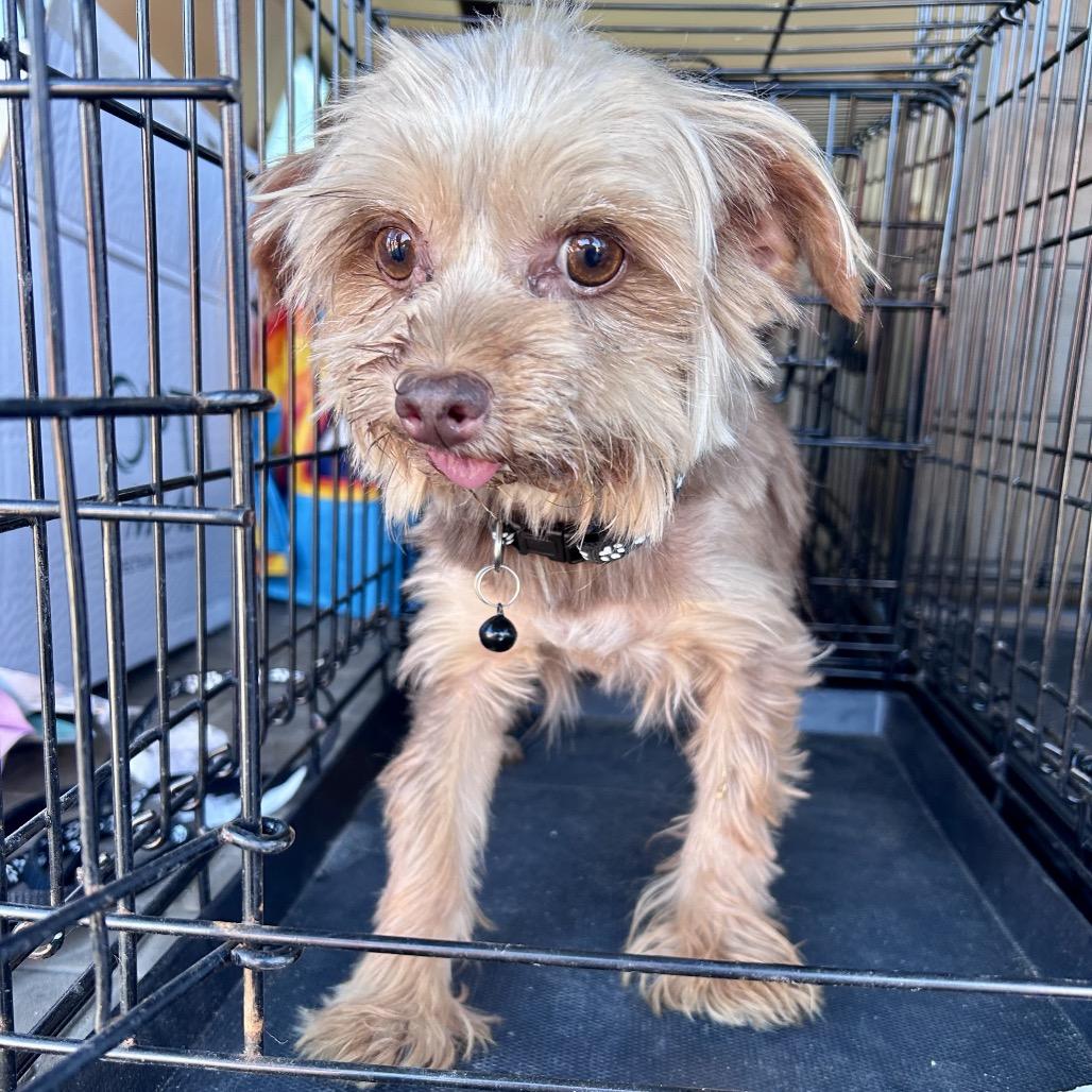 Millie, a Adoptable Yorkshire Terrier in Peculiar, MO image 6/6