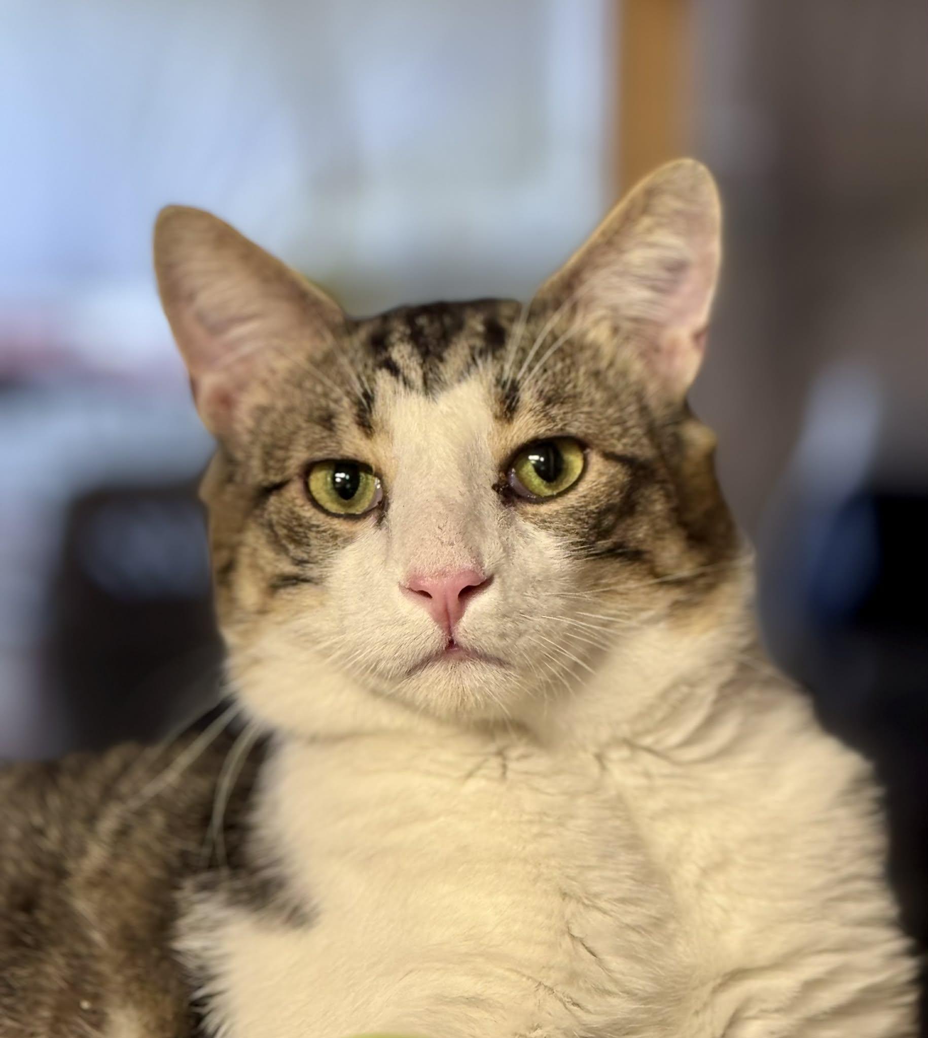 Enlarge Porkchop, a Adoptable Domestic Short Hair in Rixeyville, VA image 2/2