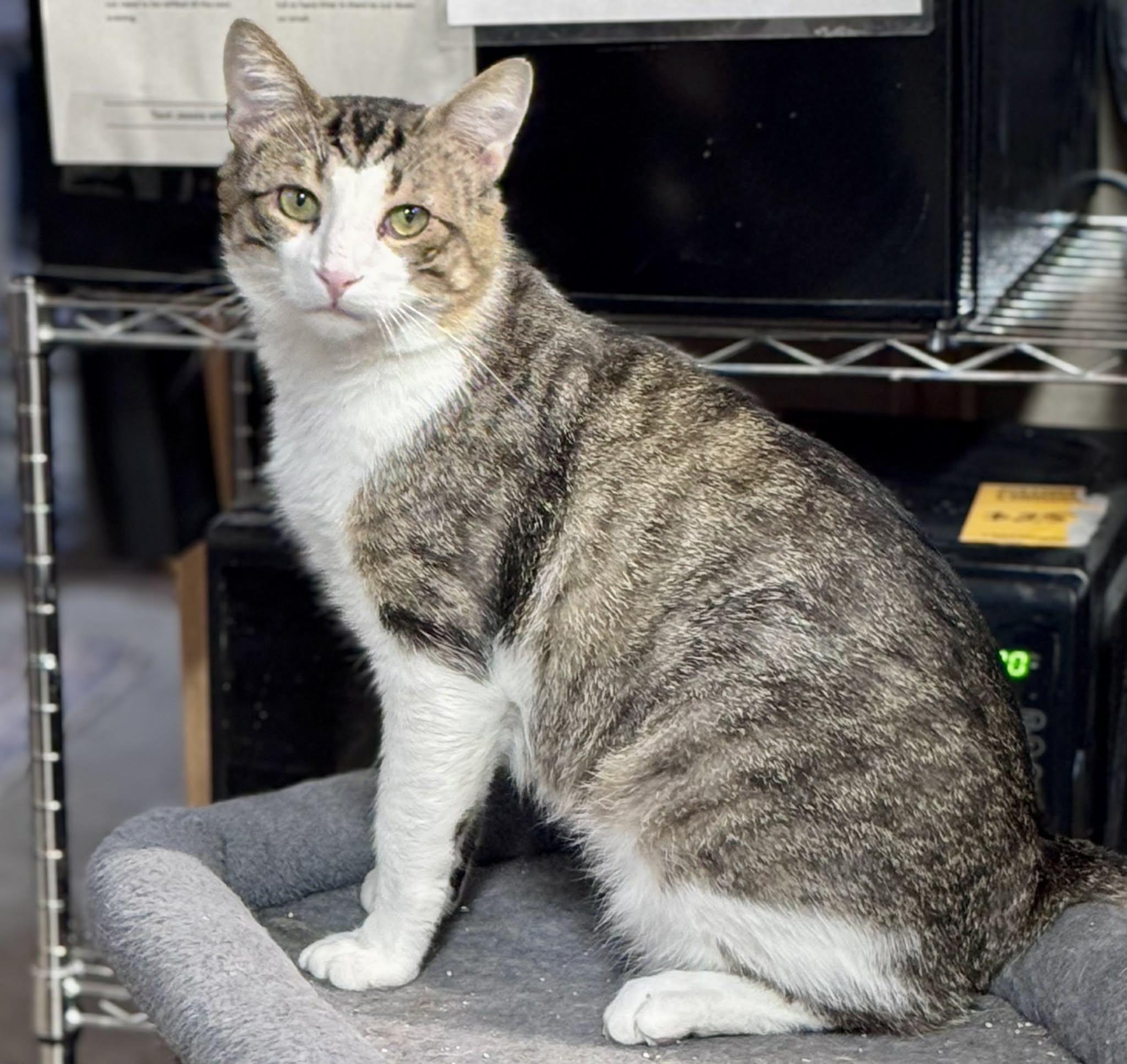 Porkchop, Adoptable, Young Male Domestic Short Hair.